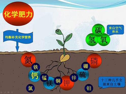 醫用茄子视频成人在线對作物缺素病的識別